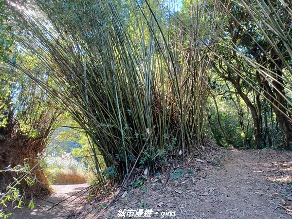 【苗栗大湖】悠閒山行。 No36小百岳~關刀山步道(出關古道