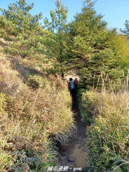 【南投仁愛】真的！回程才是考驗。 合歡西峰登山山徑(合歡北西