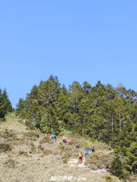 【南投仁愛】真的！回程才是考驗。 合歡西峰登山山徑(合歡北西