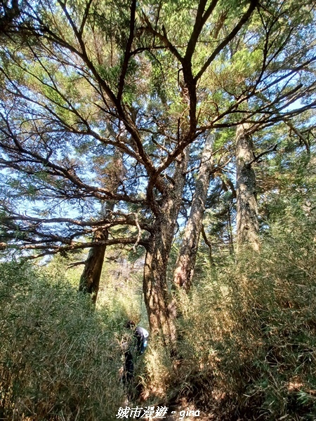 【南投仁愛】真的！回程才是考驗。 合歡西峰登山山徑(合歡北西