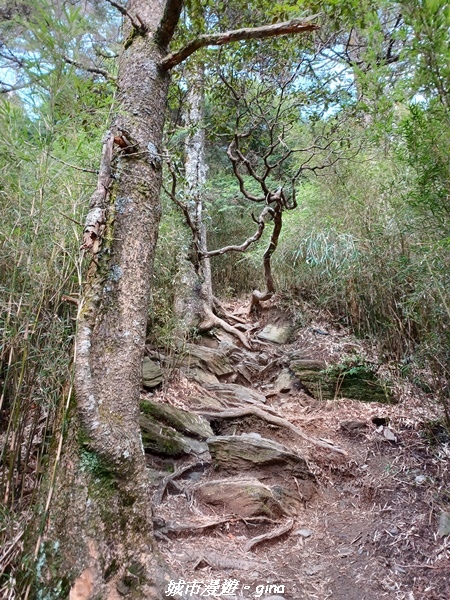 【南投仁愛】真的！回程才是考驗。 合歡西峰登山山徑(合歡北西