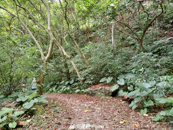 【花蓮】 楓林步道好視野x撒固兒步道、撒固兒瀑布超沁涼x慶豐