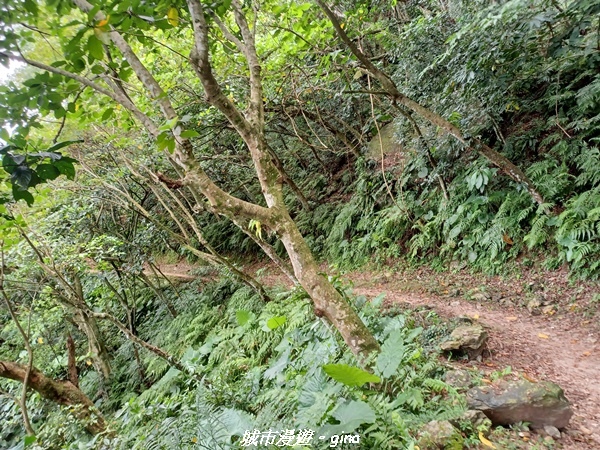 【花蓮】 楓林步道好視野x撒固兒步道、撒固兒瀑布超沁涼x慶豐