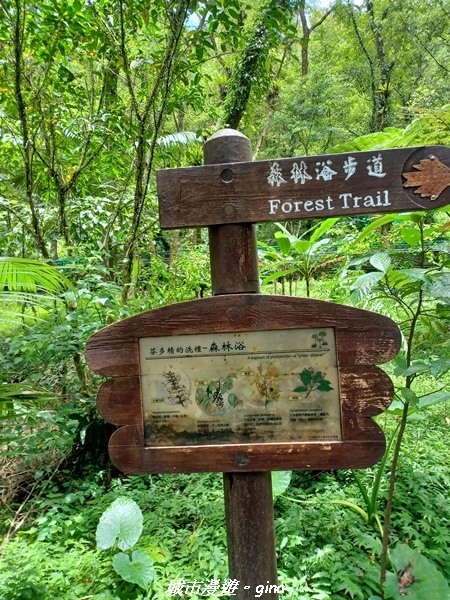 【花蓮壽豐】秀麗山景。 池南國家森林遊樂區森林浴步道