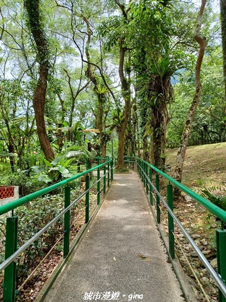 【花蓮壽豐】秀麗山景。 池南國家森林遊樂區森林浴步道