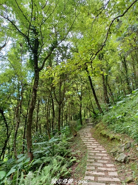 【花蓮壽豐】秀麗山景。 池南國家森林遊樂區森林浴步道