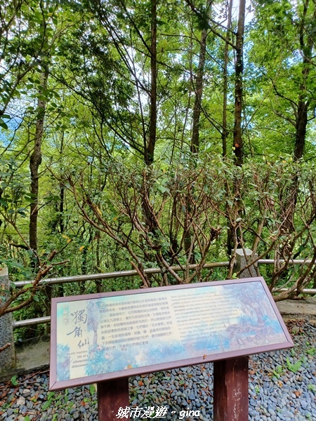 【花蓮壽豐】秀麗山景。 池南國家森林遊樂區森林浴步道