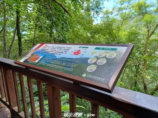 【花蓮壽豐】秀麗山景。 池南國家森林遊樂區森林浴步道