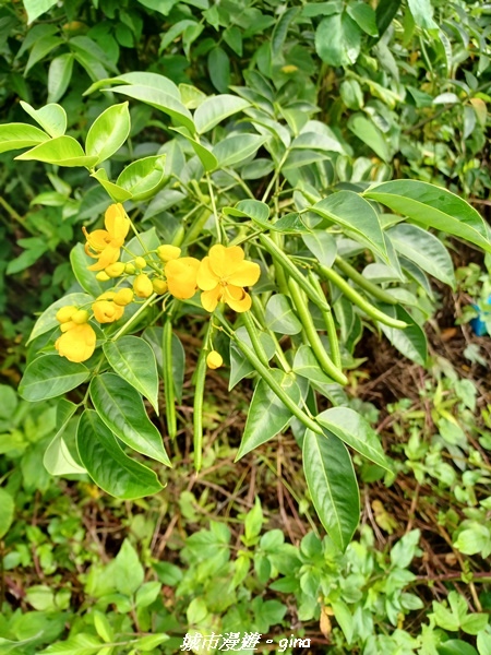 【南投信義】望鄉部落抬頭見玉山。 獵人古道連走、望美山、瓊山