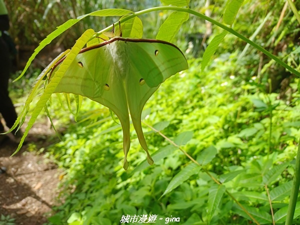 【南投信義】望鄉部落抬頭見玉山。 獵人古道連走、望美山、瓊山