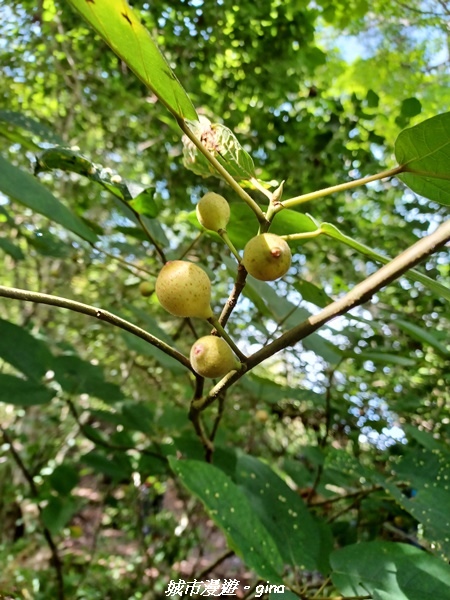 【南投信義】望鄉部落抬頭見玉山。 獵人古道連走、望美山、瓊山