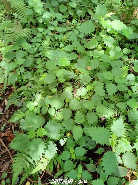 【南投信義】望鄉部落抬頭見玉山。 獵人古道連走、望美山、瓊山