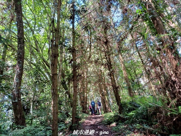 【南投信義】望鄉部落抬頭見玉山。 獵人古道連走、望美山、瓊山