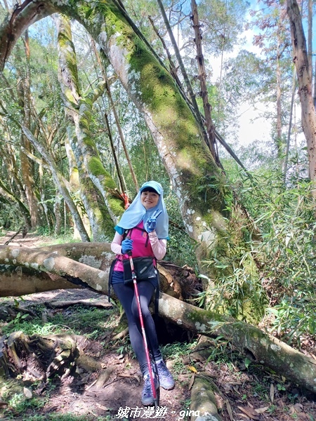 【南投信義】望鄉部落抬頭見玉山。 獵人古道連走、望美山、瓊山
