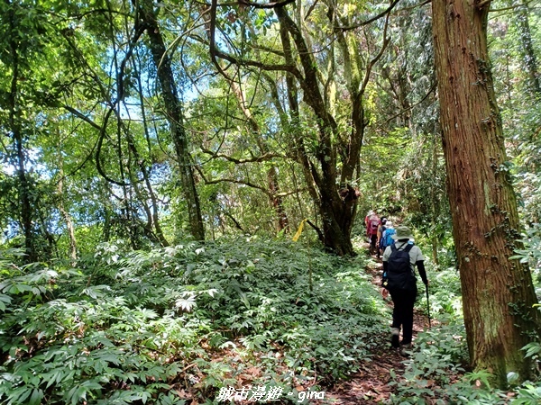 【南投信義】望鄉部落抬頭見玉山。 獵人古道連走、望美山、瓊山