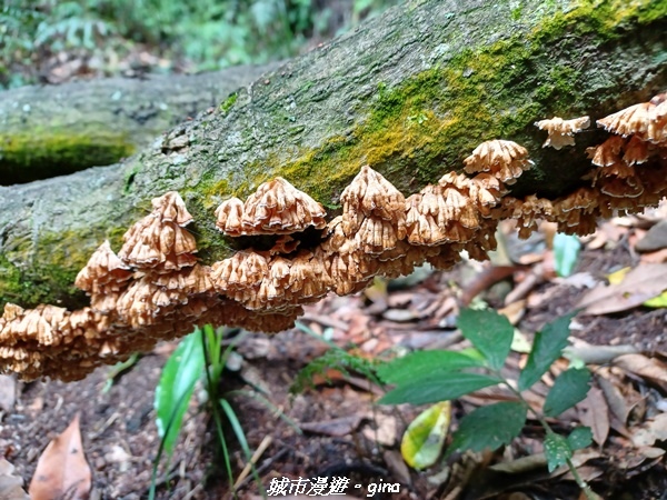 【南投信義】望鄉部落抬頭見玉山。 獵人古道連走、望美山、瓊山