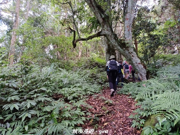 【南投信義】望鄉部落抬頭見玉山。 獵人古道連走、望美山、瓊山