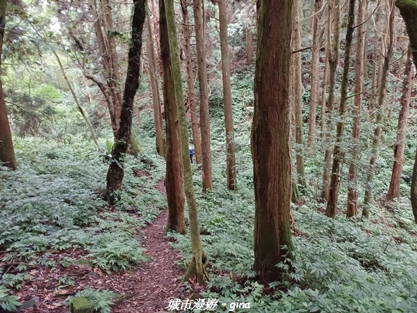 【南投信義】望鄉部落抬頭見玉山。 獵人古道連走、望美山、瓊山