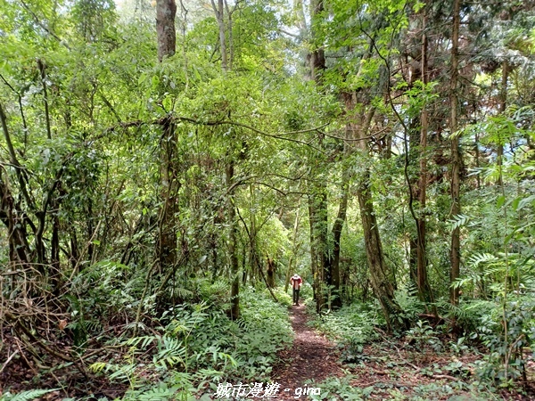 【南投信義】望鄉部落抬頭見玉山。 獵人古道連走、望美山、瓊山