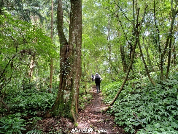 【南投信義】望鄉部落抬頭見玉山。 獵人古道連走、望美山、瓊山