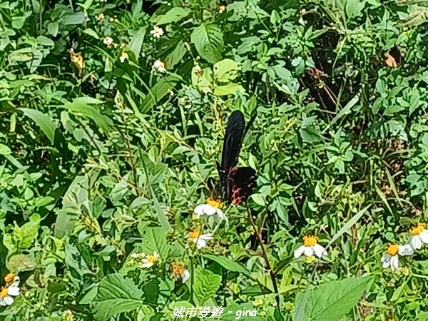 【南投信義】望鄉部落抬頭見玉山。 獵人古道連走、望美山、瓊山