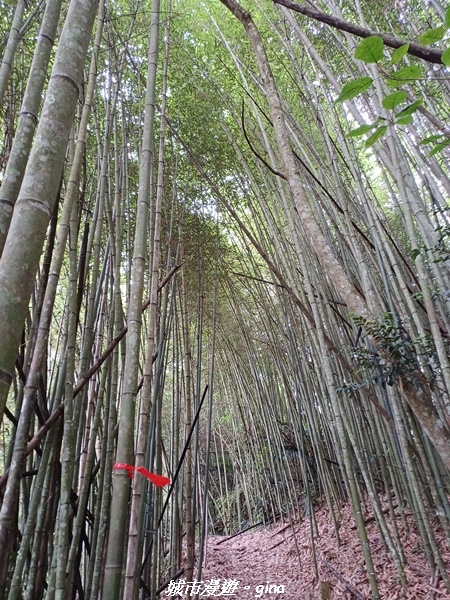 【南投信義】望鄉部落抬頭見玉山。 獵人古道連走、望美山、瓊山