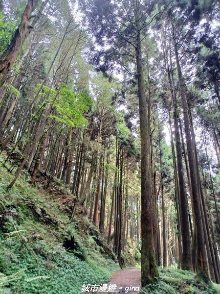 【嘉義縣阿里山鄉】避暑山林芬多精。 石山引水道步道、鹿林前山