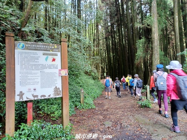 【嘉義縣阿里山鄉】避暑山林芬多精。 石山引水道步道、鹿林前山