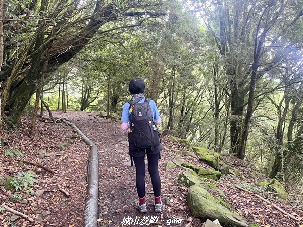 【嘉義縣阿里山鄉】避暑山林芬多精。 石山引水道步道、鹿林前山