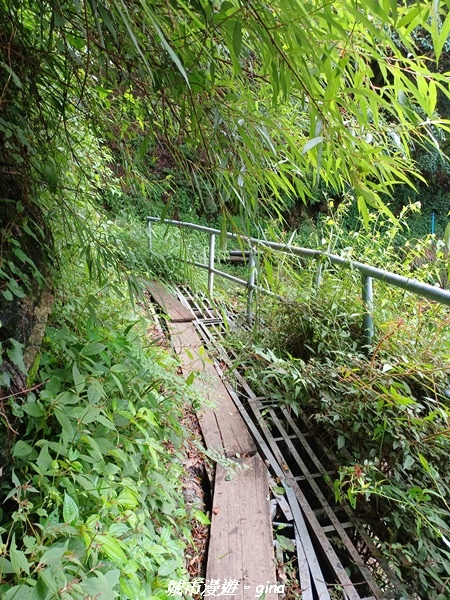 【嘉義縣阿里山鄉】避暑山林芬多精。 石山引水道步道、鹿林前山