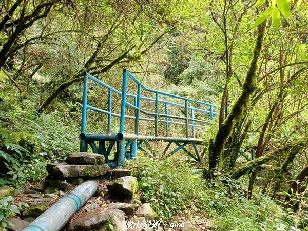 【嘉義縣阿里山鄉】避暑山林芬多精。 石山引水道步道、鹿林前山