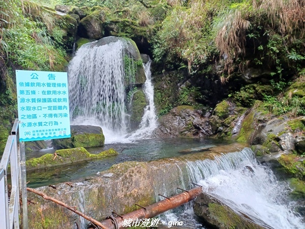 【嘉義縣阿里山鄉】避暑山林芬多精。 石山引水道步道、鹿林前山