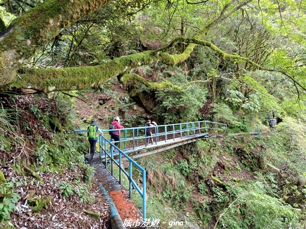 【嘉義縣阿里山鄉】避暑山林芬多精。 石山引水道步道、鹿林前山