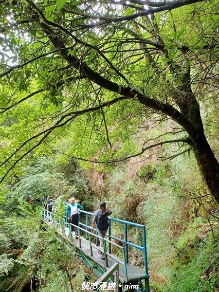 【嘉義縣阿里山鄉】避暑山林芬多精。 石山引水道步道、鹿林前山