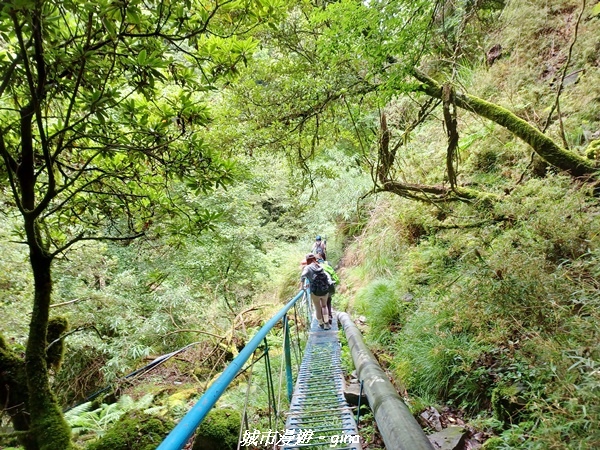 【嘉義縣阿里山鄉】避暑山林芬多精。 石山引水道步道、鹿林前山