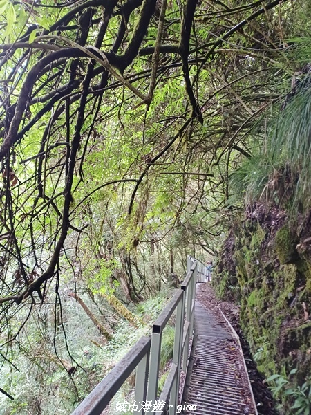 【嘉義縣阿里山鄉】避暑山林芬多精。 石山引水道步道、鹿林前山