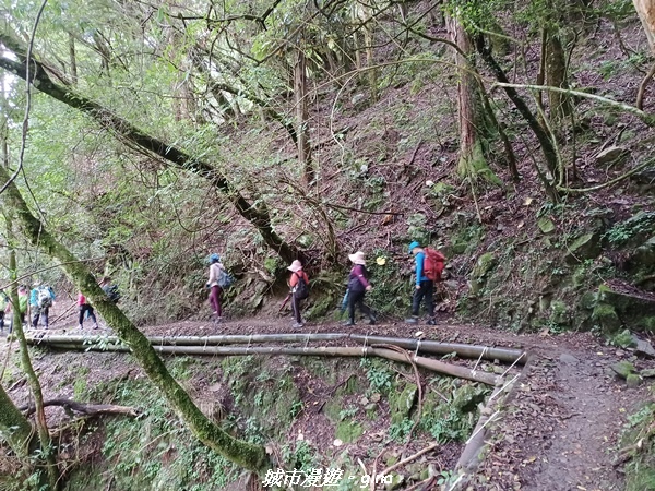 【嘉義縣阿里山鄉】避暑山林芬多精。 石山引水道步道、鹿林前山