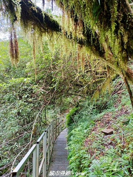 【嘉義縣阿里山鄉】避暑山林芬多精。 石山引水道步道、鹿林前山