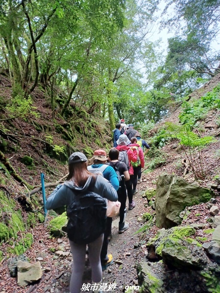 【嘉義縣阿里山鄉】避暑山林芬多精。 石山引水道步道、鹿林前山