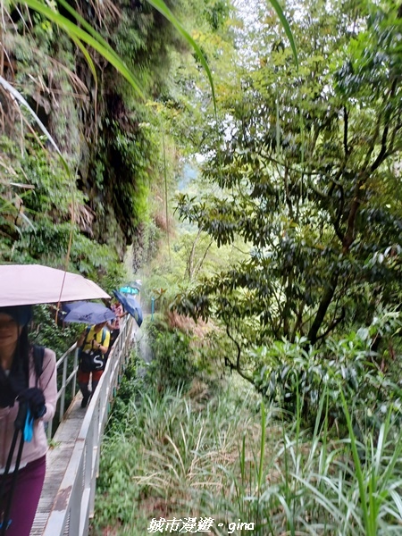 【嘉義縣阿里山鄉】避暑山林芬多精。 石山引水道步道、鹿林前山