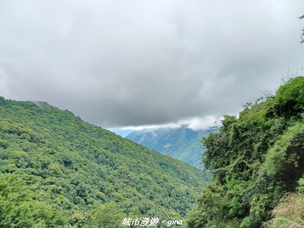 【嘉義縣阿里山鄉】避暑山林芬多精。 石山引水道步道、鹿林前山