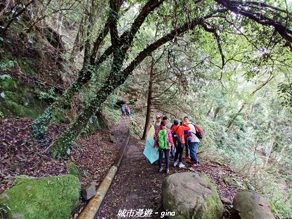 【嘉義縣阿里山鄉】避暑山林芬多精。 石山引水道步道、鹿林前山