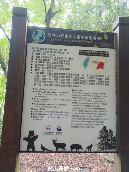 【嘉義縣阿里山鄉】避暑山林芬多精。 石山引水道步道、鹿林前山