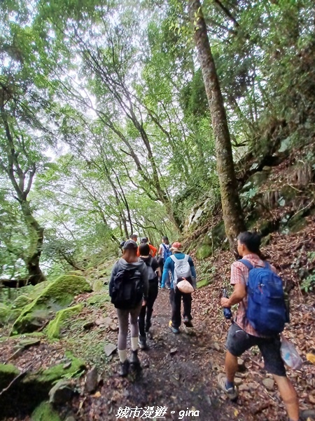 【嘉義縣阿里山鄉】避暑山林芬多精。 石山引水道步道、鹿林前山
