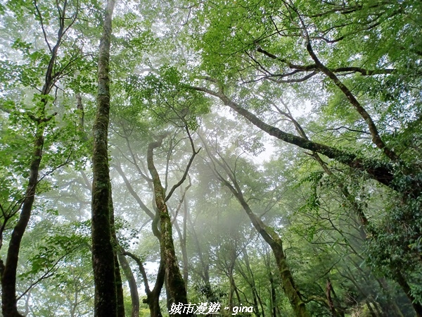 【嘉義縣阿里山鄉】避暑山林芬多精。 石山引水道步道、鹿林前山