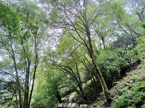 【嘉義縣阿里山鄉】避暑山林芬多精。 石山引水道步道、鹿林前山