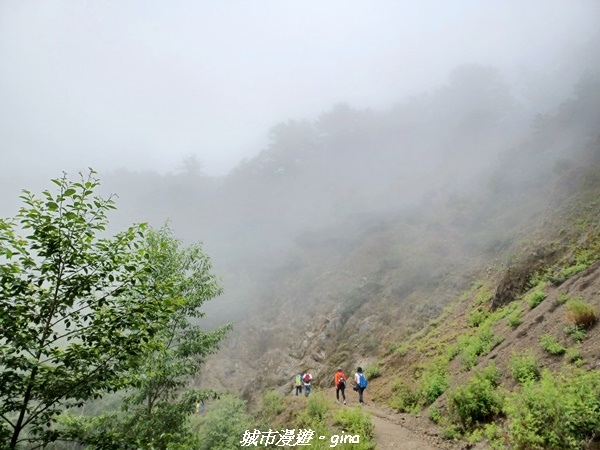 【嘉義縣阿里山鄉】避暑山林芬多精。 石山引水道步道、鹿林前山