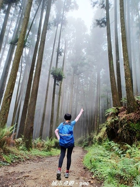 【嘉義縣阿里山鄉】避暑山林芬多精。 石山引水道步道、鹿林前山