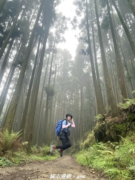 【嘉義縣阿里山鄉】避暑山林芬多精。 石山引水道步道、鹿林前山