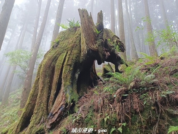 【嘉義縣阿里山鄉】避暑山林芬多精。 石山引水道步道、鹿林前山